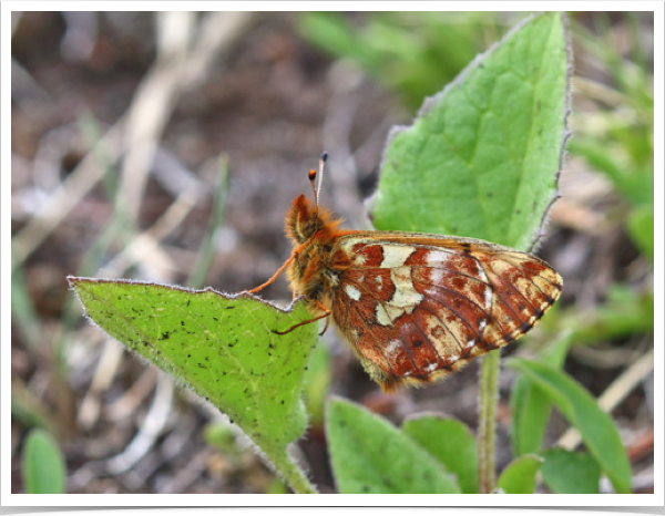 Purplish Fritillary